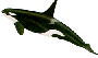 Orca Whale